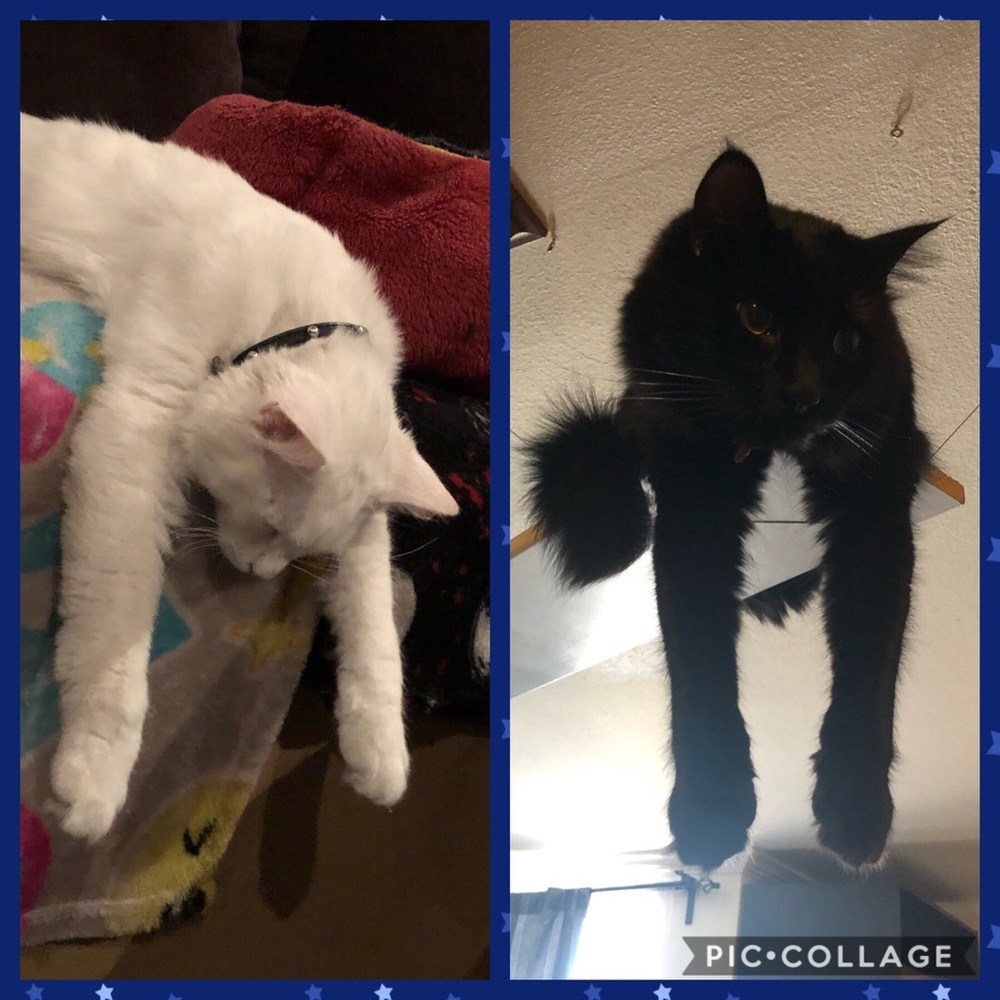 😸🥰😺